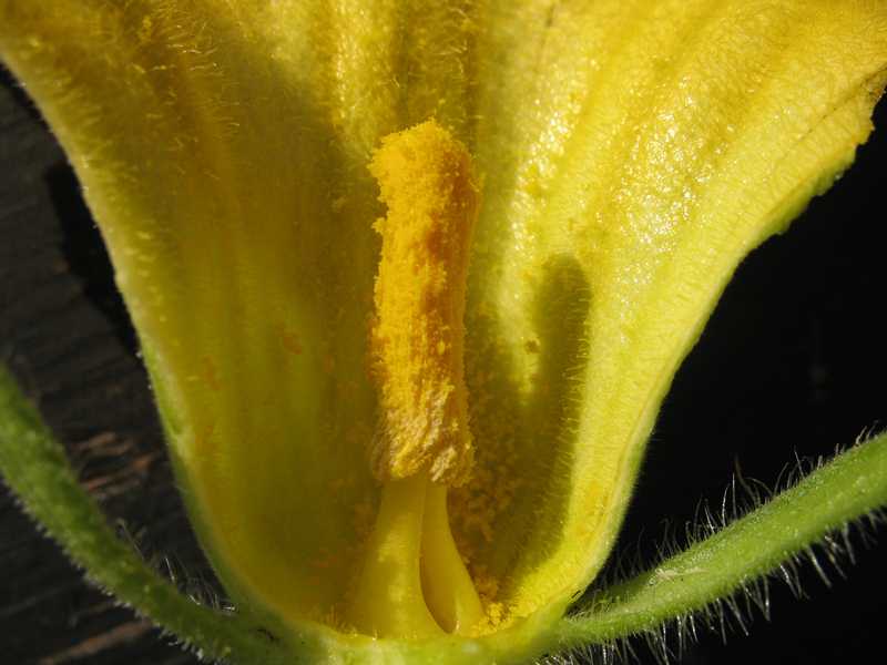 Hand Pollination of Squash and Pumpkins